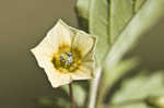 Cutleaf groundcherry